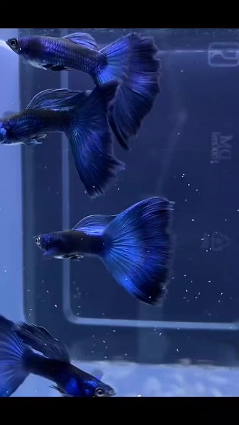 ikan hias aquatic96 on TikTok