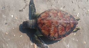 Barcos camaroneros dejan 18 tortugas varadas en Playa Bagdad