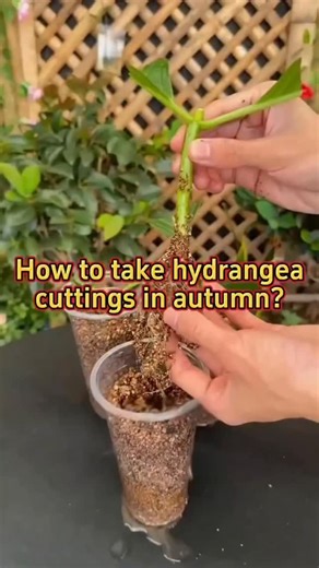 Seedsconnect | How to take hydrangea cuttings in autumn? #houseplants #planttiktok #gardening101 #gardening #plantlover | Instagram