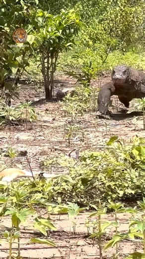 Komodo Dragon Behavior in Natural Habitat