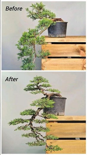 Bonsai way. Juniper bonsai, formation in cascade style