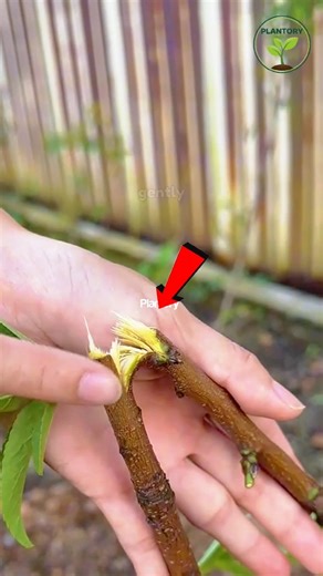 Peach Tree Air Layering with a Plastic Bottle 🍑 Grow a New Tree Fast#shorts #peachtree #airlayering