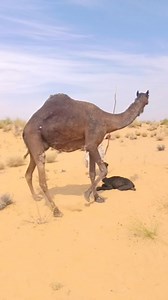 33K views · 2.7K reactions | Sumer Dewasi on Reels | Facebook