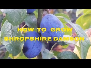 How To Grow Shropshire Damson Prune: The Movie