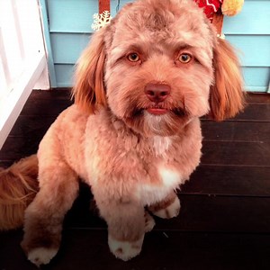 He has sensuous lips. And deep eyes. This attractive dog has a man’s face. And he unleashed a full on debate about his origins. | The Kiwi