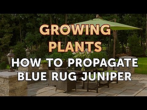 How to Propagate Blue Rug Juniper