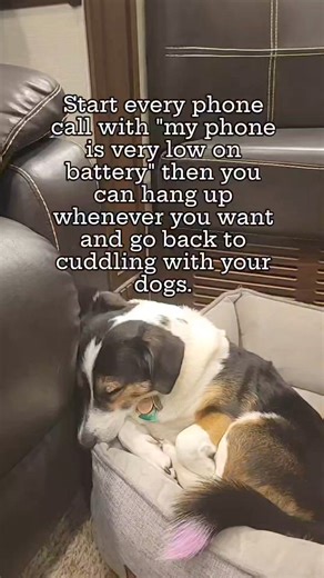 10K views · 170 reactions | You'll thank me later. #doglife #doglover #ilovemydogs #dogfamily #dogadventures #travelpawsrepeat | Travel.Paws.Repeat | Facebook