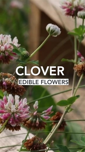 Edible Flowers - Clover #edibleflowers #foraging #lawnfood