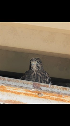 チョウゲンボウ雛 #birds #野鳥 #nature