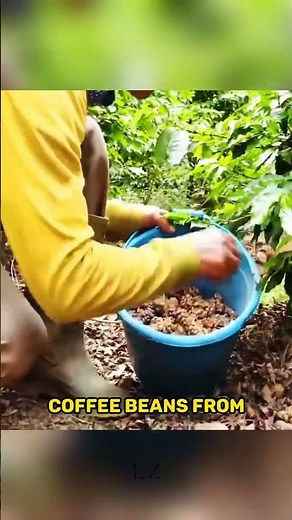 How Animal Poop is Behind the World's Most Expensive Coffee!