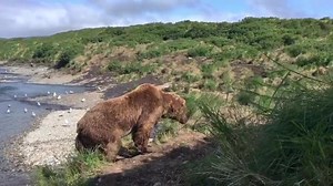 18K views · 533 reactions | Just north of Katmai National Park &...