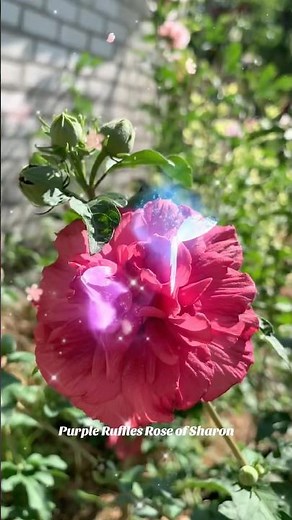 Гібіскус сортовий деревовидний Purple Ruffles Rose of Sharon🌺