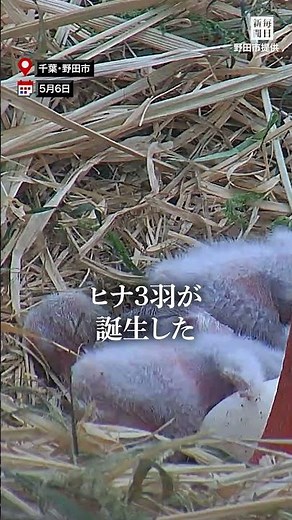 Three chicks born to a new pair of Oriental White Storks, a specially protected natural monument,...