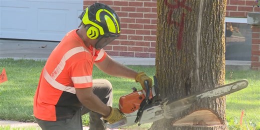 City chipping away at tree removal backlog despite severe weather