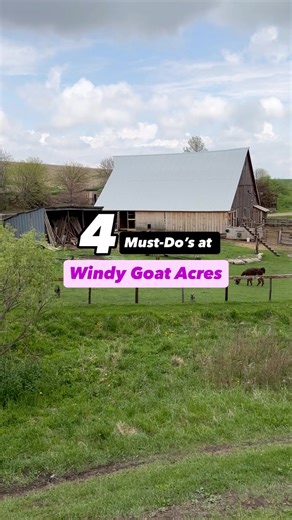 3.9K views · 27 reactions | Staying in a yurt, llama walks, pig popsicles? What more could you ask for! Tag your travel buddy and start planning your glamping getaway  Because at Windy Goat Acres, every moment feels like a storybook come to life. | Travel Iowa | Facebook