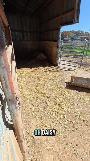 Daisy got her love as she napped today. Sweet girl. #abchomestead #homestead #pig #pigsoftiktok #showpigs | ABC Homestead