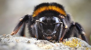 Bumble bees are surprisingly innovative