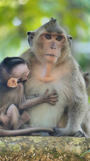 Pi-tiful baby monkey Patch in Bruce hand cr-y shaking so loudly #monkey #baby #viral | Septem Ba | Facebook