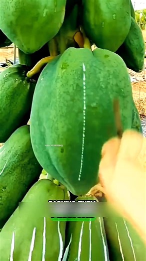 Papaya Tree Secret 🌿💰 #fbreels ALOK Facebook for Creators #PapayaGold #HiddenTreasure #NatureToMedicine #ViralFactsEngaging description: They’re chopping down papaya trees… but not for the fruit! 🌿 The real secret lies in the latex hidden inside, worth millions in the market. 💰 This rare papaya extract is used to make powerful medicines, making it one of nature’s most valuable treasures! 🍃✨ Watch till the end to discover why papaya is more than just a tropical fruit! | ALOK