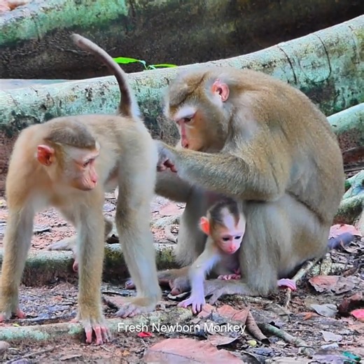 The best action of mom +ittle boy Lynx, Luna clean skin Luno and feed lFNM055008 | Fresh Newborn Monkey | Facebook