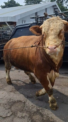 19K views · 174 reactions | Sapi baru datang | Sapi bull | Facebook