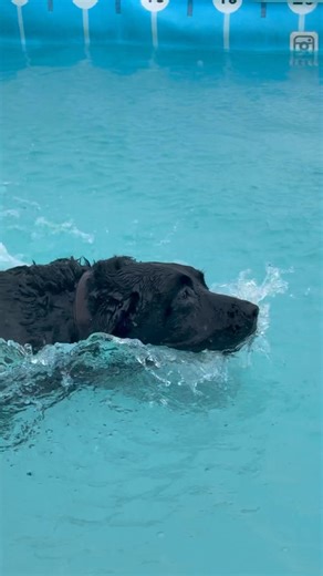 16K views · 989 reactions | Labrador Bertie’s slow motion dives!  | Canine Dip and Dive Maldon | Facebook