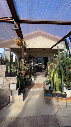 All four walls, ceiling & doors are up… tomorrow we continue my making it vegas wind proof and add more doors! #winterizing #cactusjeff #greenhouse #build | Jeff Hanson