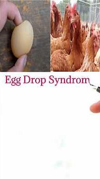 Egg Drop Syndrome #egg #drop #syndromes #veterinary #animals #disease #treatment #anthrax #shorts
