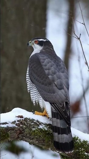 Witness the Elusive Goshawk A Rare Glimpse into its Untamed World 🦅