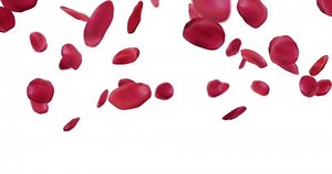 rose petals falling on a isolated white background.