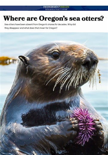Marine biologist on the mystery of Oregon’s disappearing sea otters #stem #otter #marinebiology #kpassionate #otters