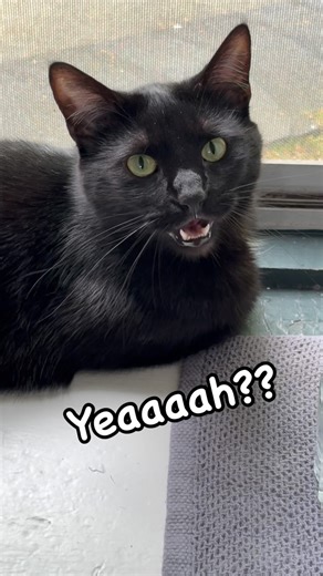 Baba Yaga on Instagram: "Baba answers fan questions: part 49! 🐈‍⬛🔊 . Thank you for your cute and unique question @jasonstenius! Baba really responded to it😹 . And remember! If YOU have a question for Baba, please comment! He WILL answer… hehe . . . . . . #cat #cats #cats_of_instagram #catsofinstagram #catlover #catlife #cats_of_world #catmemes #catmom #cutecat #talkingcat #catvideo #catvideooftheday #catvibes #blackcat #blackcatsofinstagram #baba #babayaga"