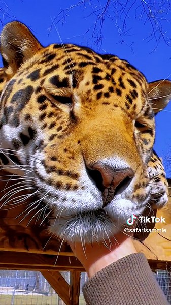 Tank Boop & Chin Scratches with Jaguar | Big Cat Being Cute