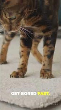 You won’t believe these Bengal cat facts 10 surprising facts for cat lovers and pet seekers!