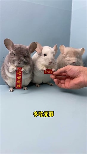 The chinchilla spends every day doing what it enjoys. It eats, sleeps and wanders with curiosity ev