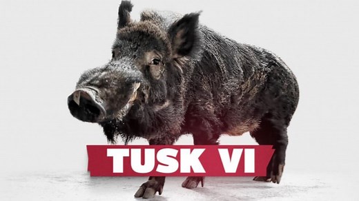 Meet Tusk VI, the newest University of Arkansas Razorback mascot