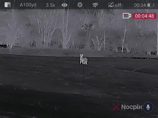 Checkmates and Coyotes: A Unique Night in Michigan