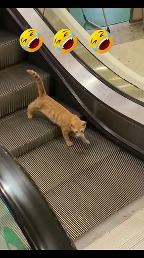 #20 funny animals video #shortvideos #shorts