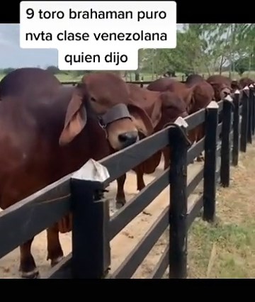 Brahman Cattle Overview: Venezuelan Breed Characteristics