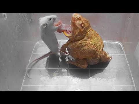 Pacman frog and African bullfrog eats adult mouse 180fps slow motion replays