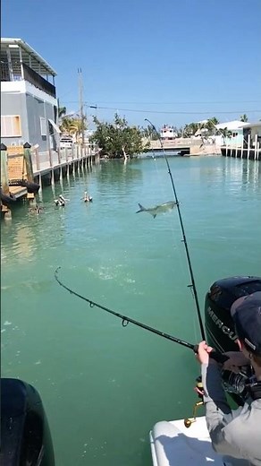 TARPON JUMPING PUTS ON A SHOW!