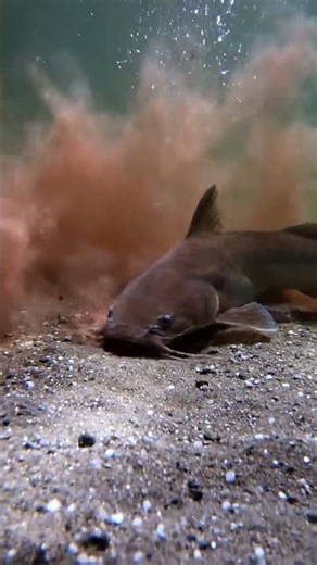 🤯 You WON'T BELIEVE What This Fish Did! (INSANE 2K Footage) 🐠