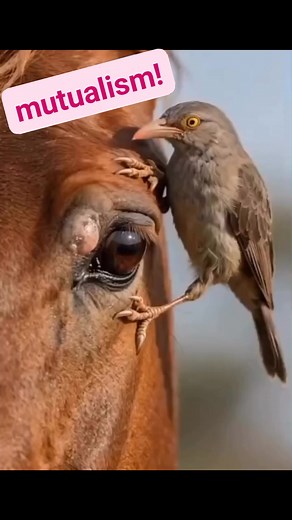 mutualism!💟 Animals what they pay to live together and benefit! [partially] -AIgenerated #videoviralシviralシ2025 #viralnow2025 #postviral2025 #TrendingPost2025 #viralpost2025シ #viralpost2025 #mutualism #among #animals #followme #FORMORE #funny #videoviralシ #comedy #jokes #memes #crazy #prank #tricks #comics #ShareThisPost | ምቕናይ ኩሉ ንምርኣይ
