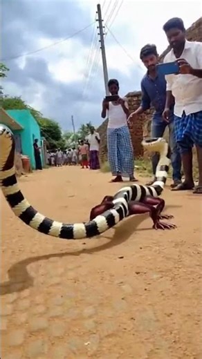 #viral #snake #mostpopular #cobra #fypシ゚viral #animals #boostmyreels #wildlife #boost #villagelife