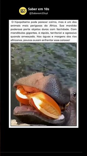 A mordida do hipopótamo #curiosidades