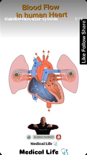 HEART Blood Flow (cardio vascular system) Diagram heart Fully Explaine #Medical Life 🩺