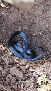 Kurang tau jenis apa ini | Hendro Kandouw