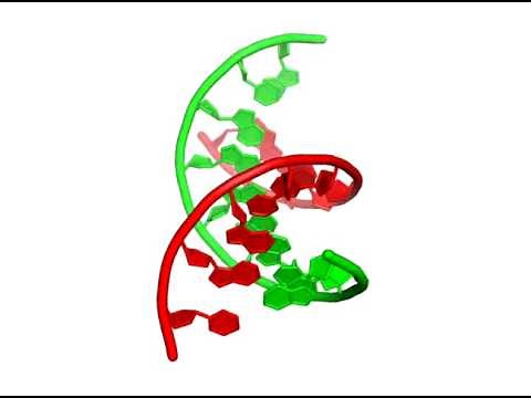 Bases Stacking in DNA
