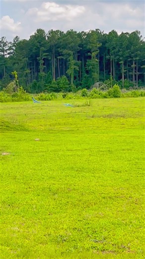 Luffy and Zoro getting a flight in before the rain, Zoro had to take a quick stop and pick up a pecan that isn’t even close to ready, yum 😂 | Straw Hat Parrots