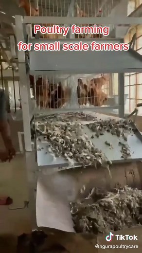 Small-Scale Poultry Farming Tips and Techniques